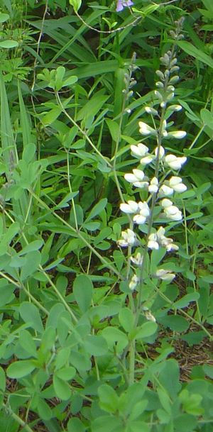 Baptisia alba