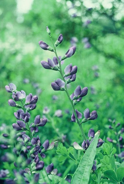 Baptisia australis