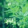 Baptisia megacarpa flowering native perennial in garden