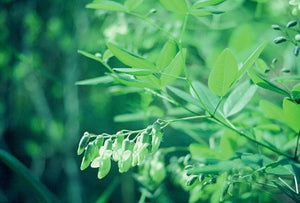 Baptisia megacarpa, Apalachicola wild indigo, tall raceme of creamy pale-yellow pea flowers