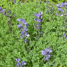 Baptisia minor, dwarf blue false indigo, indigo-blue flower spikes over blue-green foliage.