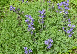 Baptisia minor