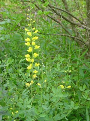 Baptisia sphaerocarpa, yellow wild indigo, bright yellow flower spike over blue-green foliage