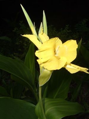 Canna flaccida, native golden canna, soft yellow flower above broad tropical leaves