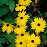 Coreopsis integrifolia, Chipola River coreopsis, deep yellow dark-centered daisies above green foliage.