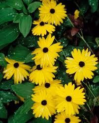 Coreopsis integrifolia