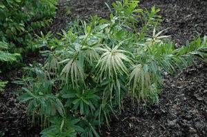 Cyrilla racemiflora