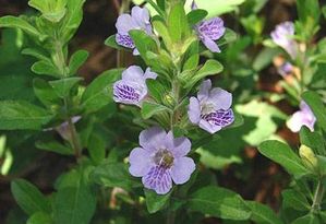 Dyschoriste oblongifolia