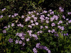 Geranium maculatum (wild geranium), rose-purple five-petaled flowers above softly lobed leaves