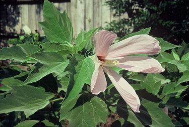 Hibiscus grandiflorus