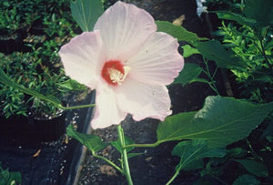 Hibiscus palustris, pink swamp rose-mallow, broad pink flower with a deeper rose base