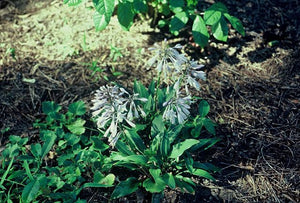 Hosta longipes 'Tardiflora' late plantain lily, tidy glossy green mound with lavender flowers on red-tinted scapes