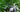 Iris brevicaulis