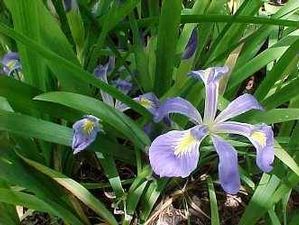Iris brevicaulis, Lamance or zigzag iris, with a broad blue-violet flower among bright green sword-shaped leaves