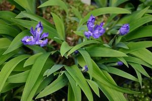 Iris cristata