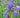 Iris sanguinea
