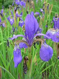 Iris sanguinea, blood iris, with reddish-purple to blue-violet flowers on a slim unbranched stem above grassy gray-green leaves
