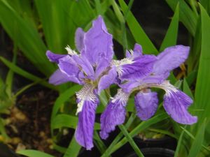 Iris tectorum (blue)