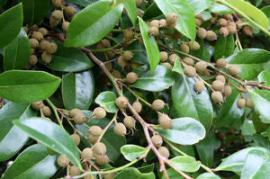 Distylium racemosum