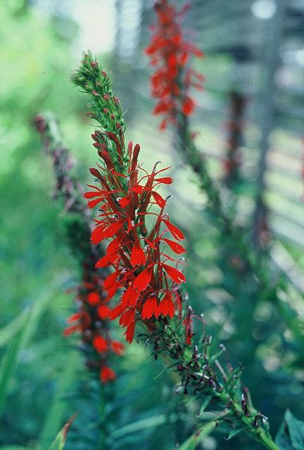 Lobelia cardinalis
