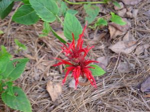 Monarda 'Jacob Cline', scarlet beebalm, deep-crimson whorled flowerheads on tall stems visited by a hummingbird.