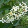 Elliottia racemosa, Georgia plume, erect plume of small white summer flowers on a rare native shrub.
