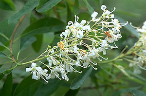 Elliottia racemosa