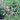 Penstemon dissectus, dissected beardtongue, spike of pinkish-violet tubular flowers above finely cut fern-like foliage