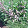 Penstemon dissectus, dissected beardtongue, spike of pinkish-violet tubular flowers above finely cut fern-like foliage