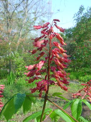Aesculus pavia, red buckeye, panicle of tubular scarlet flowers above palmate leaves