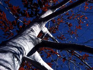 American beech (Fagus grandifolia), smooth silver-gray trunk and toothed green foliage of the native shade tree