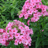 Phlox paniculata 'Shortwood', garden phlox, domed panicles of rose-pink flowers with a magenta eye on tall upright stems.