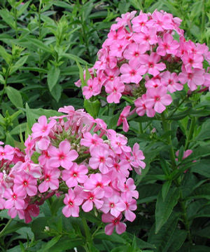 Phlox paniculata 'Shortwood'