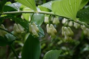 Polygonatum commutatum, great Solomon's seal, arching stem with pendant white bell flowers.