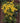 Rudbeckia nitida