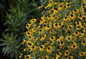 Rudbeckia triloba, brown-eyed Susan, bushy native perennial covered in small yellow daisies with dark brown centers