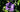 Ruellia caroliniensis