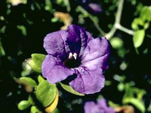 Ruellia caroliniensis