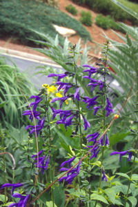 Salvia guaranitica