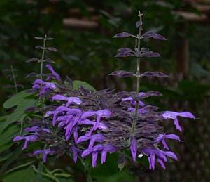 Salvia mexicana (big blue Mexican sage) deep blue tubular flower spikes