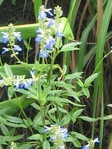 Salvia uliginosa (bog sage) airy sky-blue flowers on tall stems
