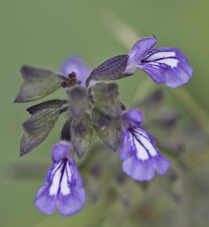 Salvia urticifolia