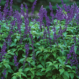 Salvia 'Indigo Spires' tall curving spikes of violet-blue flowers