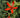Silene regia