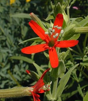 Silene regia, royal catchfly, brilliant scarlet star-shaped flowers on a tall native perennial.