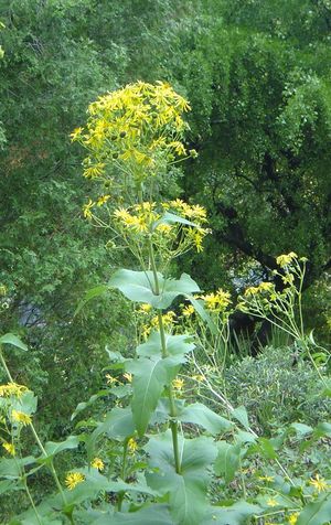 Silphium perfoliatum, cup plant, tall native perennial with yellow daisy flowers and cupped leaves.