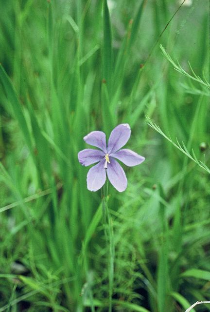 Sphenostigma coelestinum