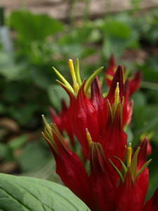 Spigelia marilandica