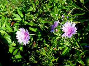 Stokesia laevis 'Peachie's Pick'