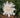 Stokesia laevis 'Alba'